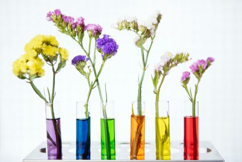 blume-bunt-dekoration blume-bunt-dekoration